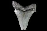 Bargain, Angustidens Tooth - Megalodon Ancestor #74279-1